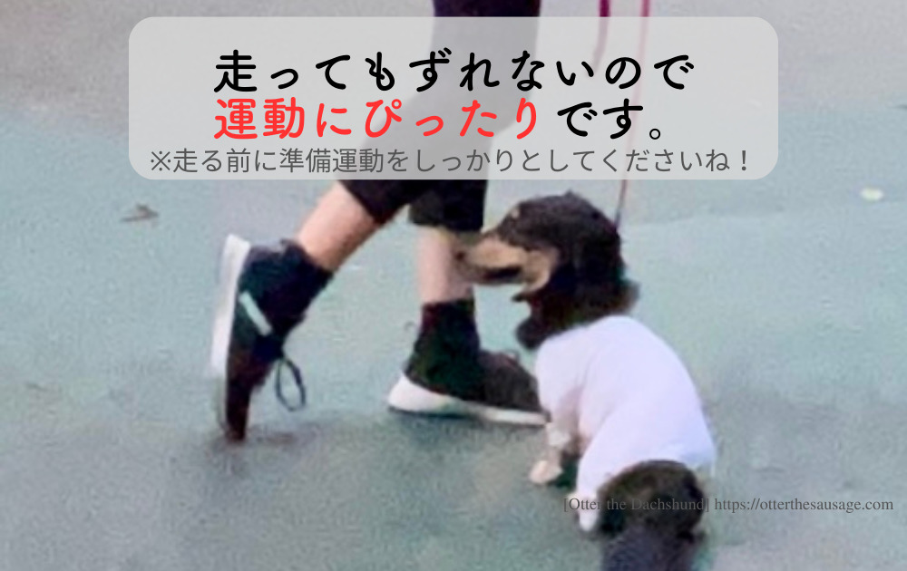 photo_Otter the Dachshund_travel with dogs_hang out with dogs_犬旅ブログ_犬とお出かけブログ_サポートソックス_オッター_エアライズユー